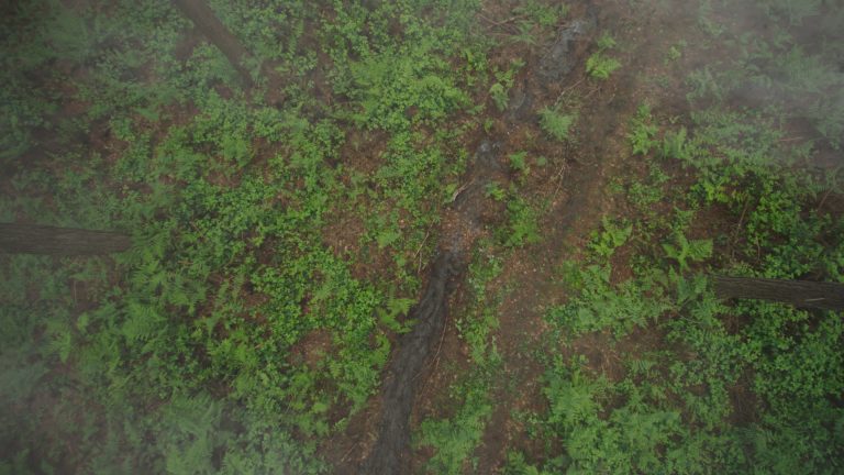 'Paranoid' visual effects shot of someone crawling through woodland, seemingly injured
